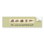 barnacle-slip, My beloved BARNACLES Bumper Stickers