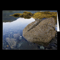 Barnacles and Sky, Funter Bay, Alaska cards