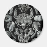 Barnacles Magnets