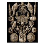 Barnacles Postcard