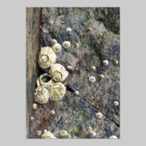 Barnacles posters