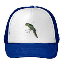 Barnard’s Parrakeet by Edward Lear Mesh Hat