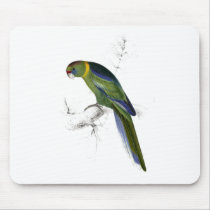 Barnard’s Parrakeet by Edward Lear Mouse Pads