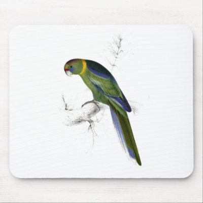 Barnard’s Parrakeet by Edward Lear Mouse Pads by DejaVuParrots
