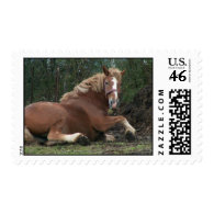 Barney the Belgian Stamps