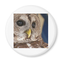 Barney the Owl Fridge Magnets
