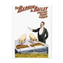 Barnum and Bailey: Performing Pigs Postcard