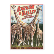 Barnum & Bailey Giraffes Retro Theater Post Card