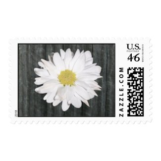 Barnwood & Daisy Postage Stamp stamp
