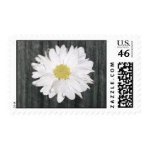 Barnwood & Daisy Postage Stamp