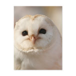 Barny the Barn Owl Postcards