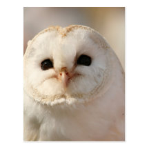Barny the Barn Owl Postcards