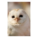 Barny the Barn owl posters