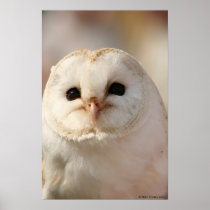 Barny the Barn owl Posters