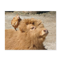 Barnyard friends postcards
