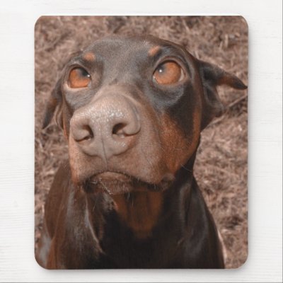 Doberman Red Rust