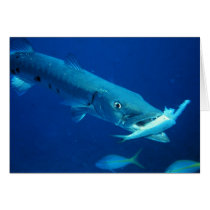 Barracuda eating its prey greeting cards