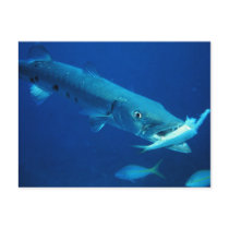 Barracuda eating its prey post cards