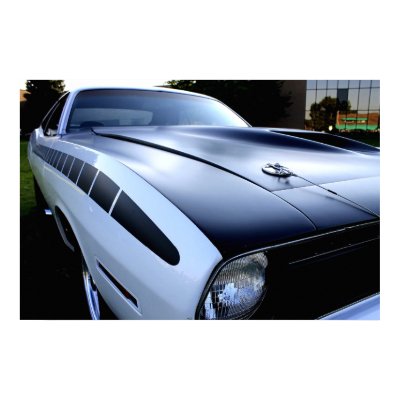 Barracuda Posters by scotthovind