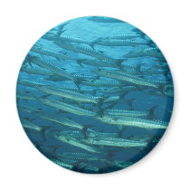 Barracuda Shoal magnets