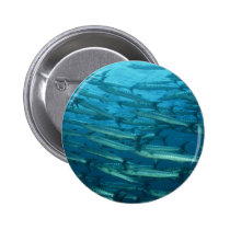 Barracuda Shoal buttons