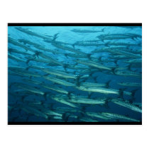 Barracuda Shoal postcards