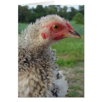 Barred Frizzle Chicken card