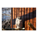 Barred (Hoot) Owl posters by almedic104 Barred (Hoot) Owl posters