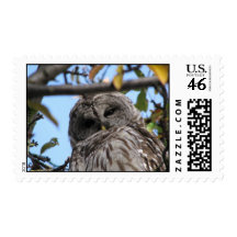 Barred Owl 42 Postage Stamp