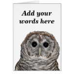 Barred Owl Greeting Card