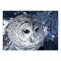 Barred Owl cards