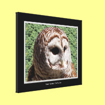 Barred Owl Close-up Wrapped Canvas Print canvas prints