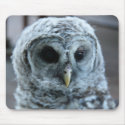 Barred Owl Computer Mousepad mousepad