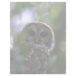Barred owl, Everglades, Florida Letterhead Template