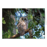 Barred Owl Greeting Card