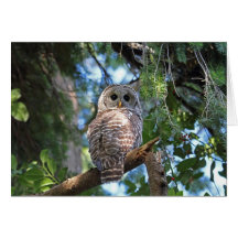 Barred Owl Greeting Card