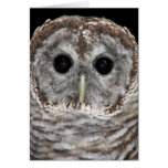 Barred Owl Greeting Cards