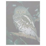 Barred Owl Letterhead Template