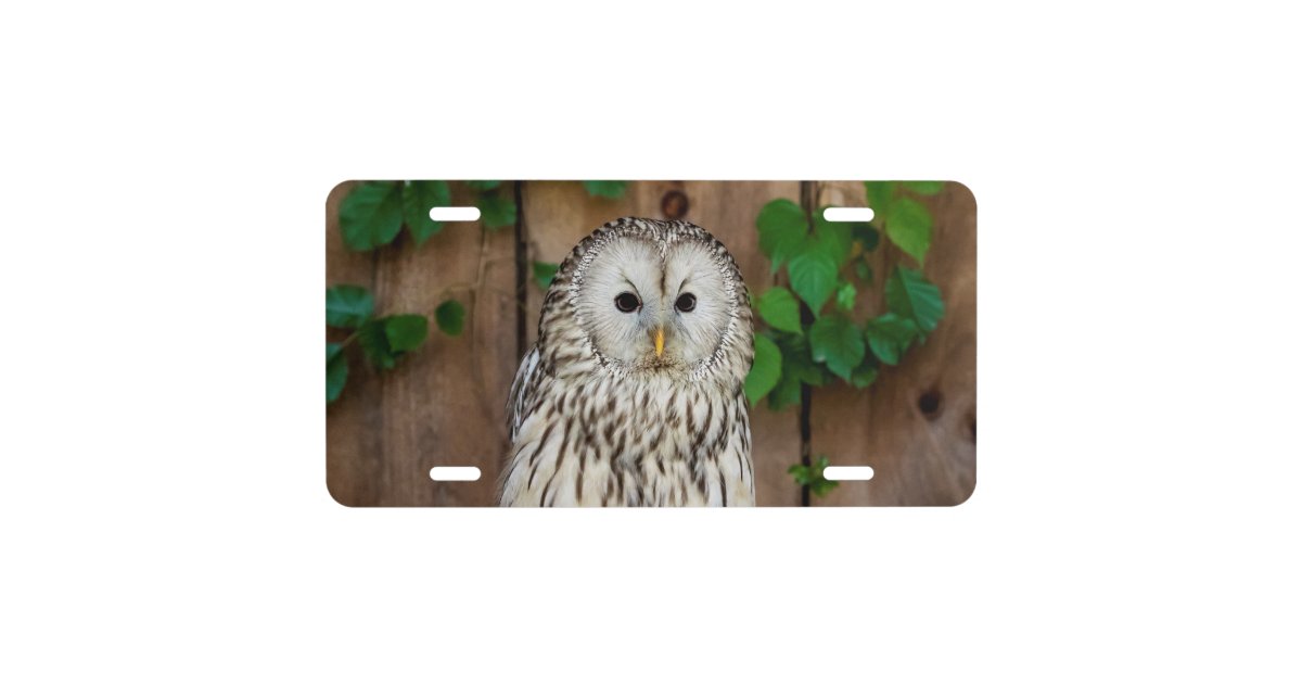Barred Owl License Plate Zazzle