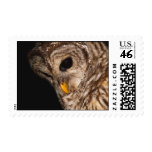 Barred Owl Looking Down Postage