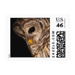 Barred Owl Looking Down Postage Stamp