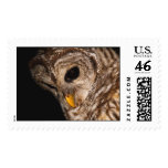 Barred Owl Looking Down Stamps