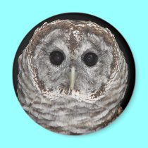 Barred Owl magnets by Artists4God Barred Owl magnets
