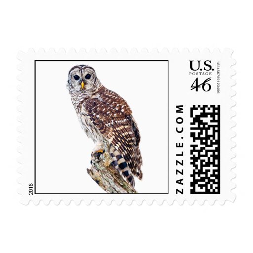 Barred Owl on White Postage