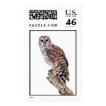 Barred Owl on White Stamp