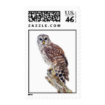 Barred Owl on White Stamp