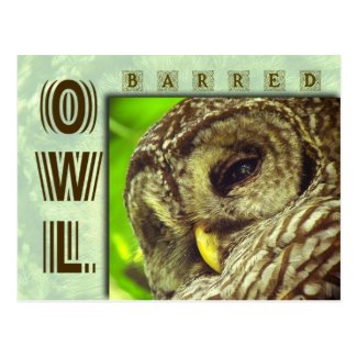 Barred Owl or Hoot Owl Post Cards
