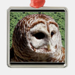 Barred Owl Ornament