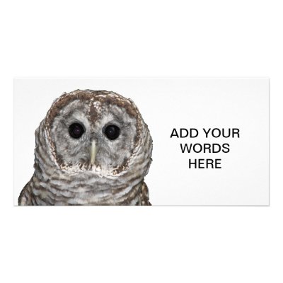 Barred Owl Photo Cards by Artists4God