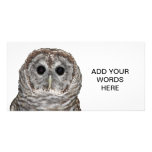 Barred Owl Photo Cards